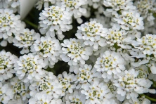 Ubiorek wiecznie zielony Snowflake Iberis Sempervirens