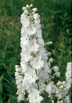 Ostróżka Galahad Delphinium Pacific