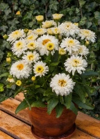 Złocień Wielki Macaroon Leucanthemum Maximum