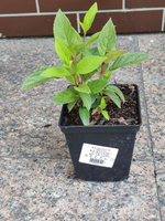 Hortensja bukietowa Little Fresco Hydrangea paniculata 1l