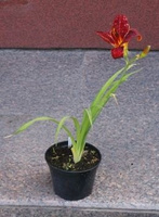 Liliowiec Hey There Hemerocallis