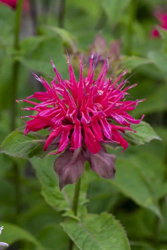 Pysznogłówka Pink Supreme Monarda didyma