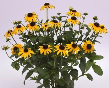 Rudbekia Błyskotliwa Goldblitz Rudbeckia Fulgida