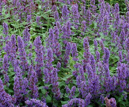 Kocimiętka Purple Haze Nepeta 9