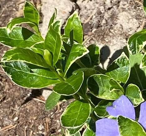 Barwinek pospolity Ralph Shugart Vinca minor