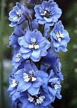 Ostróżka Summer Skies Delphinium Pacific 1l
