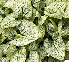 Brunnera wielkolistna Little Heart Brunnera Macrophylla