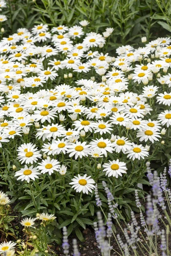 Złocień wielki Snow Cap Leucanthemum Superbum 1l