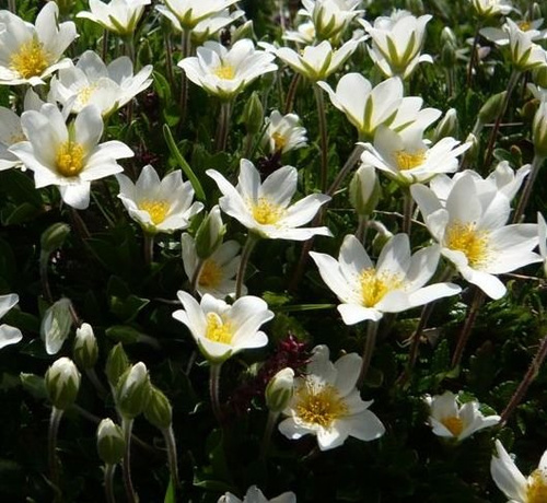 Dębik ośmiopłatkowy Dryas octopetala 1l