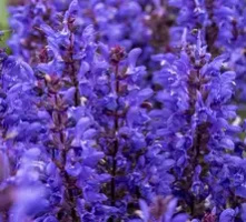 Szałwia omszona Noble Knight Salvia nemorosa