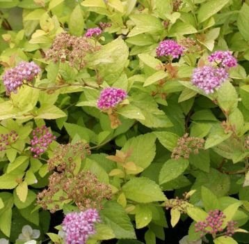 Tawuła japońska Golden Princess Spiraea japonica 1l