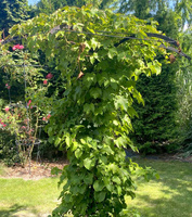 Winobluszcz trójklapowy Parthenocissus tricuspidata 1l