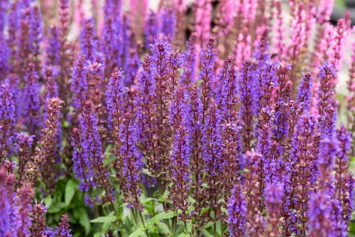 Szałwia omszona Noche Salvia nemorosa