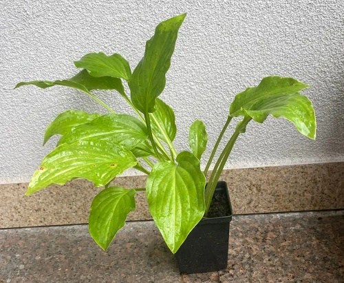Funkia babkowata Venus Hosta plantaginea 1l