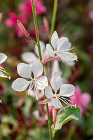 Gaura Flamingo White Gaura lindheimeri 1l