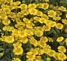 Dzielżan jesienny Sombrero Helenium Autumnale 1l