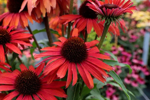 Jeżówka Fountain Red Echinacea 9
