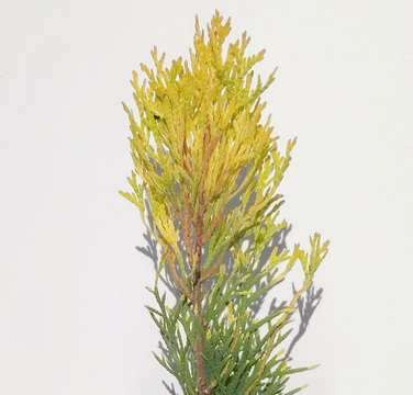Żywotnik Zachodni Filip's Magic Moment Thuja Occidentalis 1l