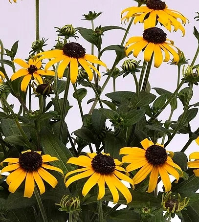 Rudbekia Błyskotliwa Goldblitz Rudbeckia Fulgida