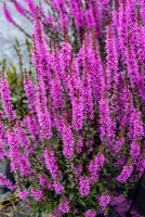 Krwawnica Luminara Lilac Lythrum hybrida