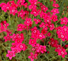Goździk kropkowany C. czerwony Dianthus deltoides 9