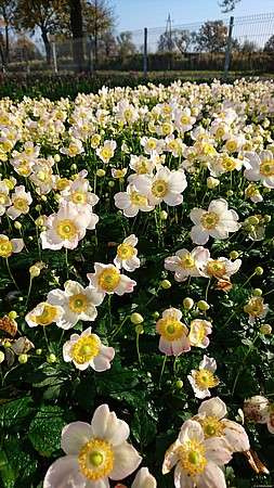 Zawilec Pretty Lady Maria Anemone Hybrida 9