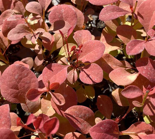 Berberys Thunberga Orange Pillar Berberis Thunbergii 1l