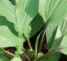 Funkia Red October Hosta  1l