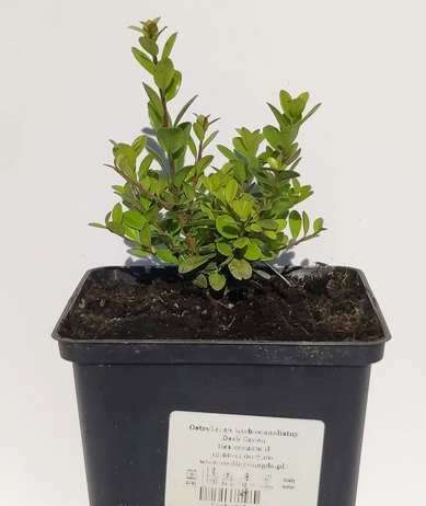 Ostrokrzew karbowanolistny Golden gem Ilex crenata 1l