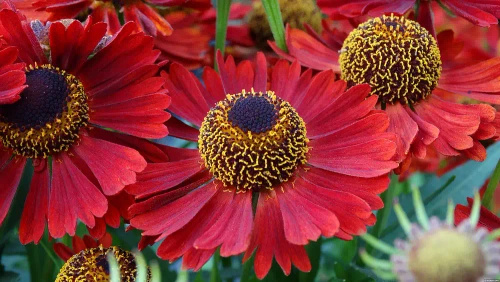Dzielżan Jesienny Siesta Helenium Autumnale1l