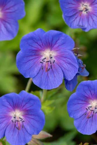 Bodziszek himalajski Baby Blue Geranium himalayense
