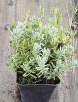 Lawenda Wąskolistna Thumbelina Leigh Lavandula Angustifolia 9