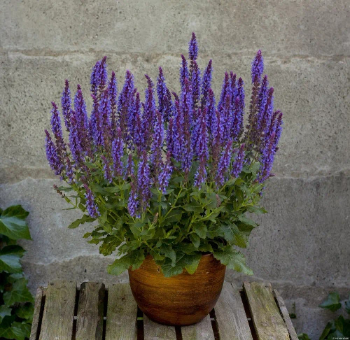 Szałwia omszona Blue Field Salvia nemorosa