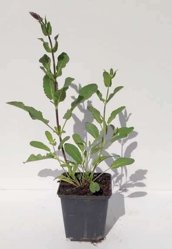 Szałwia omszona Caradonna Salvia nemorosa