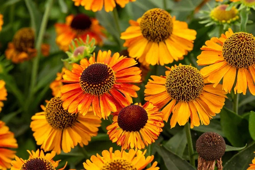 Dzielżan jesienny Short And Sassy Helenium autumnale