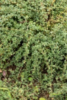 Macierzanka wczesna Pink Chintz Thymus Praecox