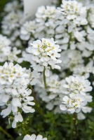 Ubiorek wiecznie zielony Appen Etz Iberis Sempervirens