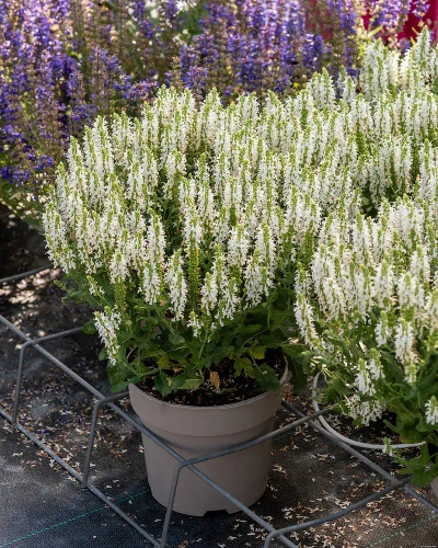 Szałwia omszona Alba (Adrian) Salvia nemorosa