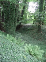 Bluszcz pospolity Crispa Hedera helix 9