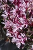 Gaura Graceful Light Pink Gaura lindheimeri 