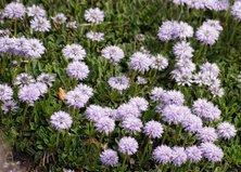 Kulnik sercolistny Alba Globularia Cordifolia 9