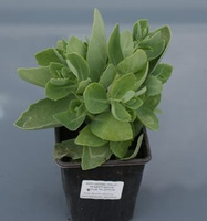 Rozchodnik wielki Herbstfreude Sedum telephium 1l