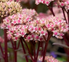 Rozchodnik wielki Matrona Sedum telephium