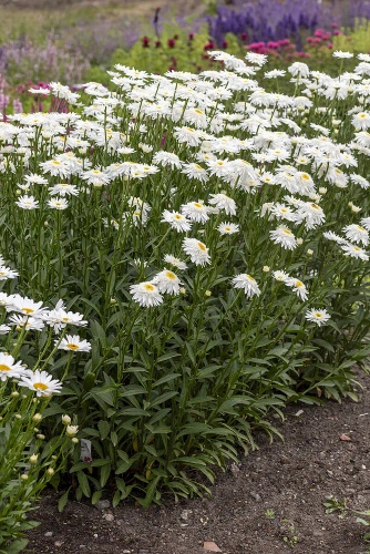 Złocień hybryda Wirral Supreme Leucanthemum x superbum