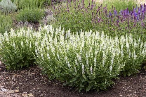 Szałwia omszona Alba (Adrian) Salvia nemorosa