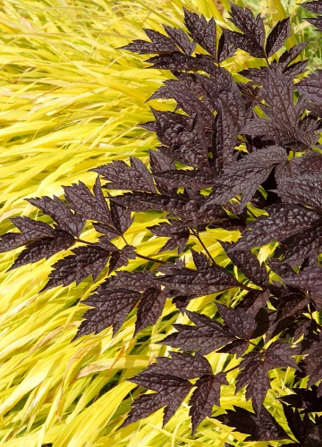 Pluskwica, Świecznica prosta Black Negligee Actaea simplex