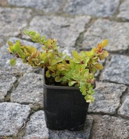 Berberys Thunberga Green Carpet Berberis Thunbergii 9 - 1l