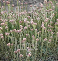 Ukwap dwupienny Antennaria dioica