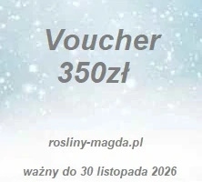 Voucher - Kupon - przedsprzedaż 