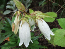Dzwonek kropkowany Alba Campanula punctata